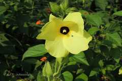 Abelmoschus moschatus